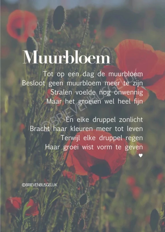 Muurbloem A6